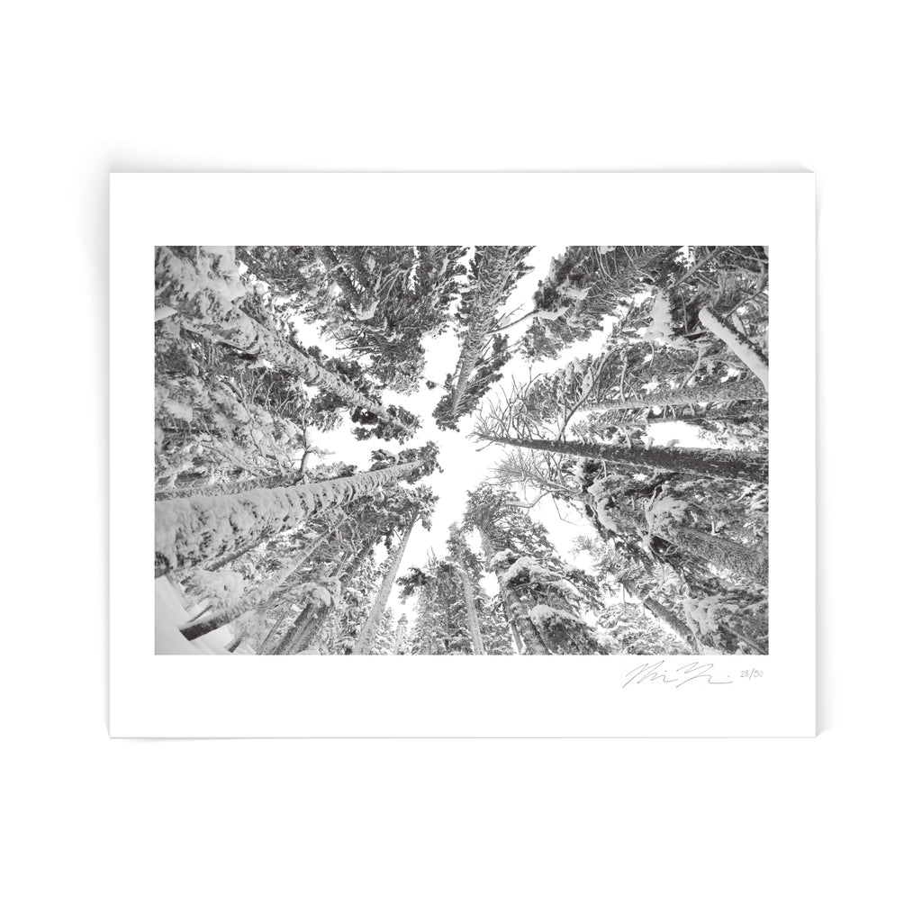 Exposure Trees Photo