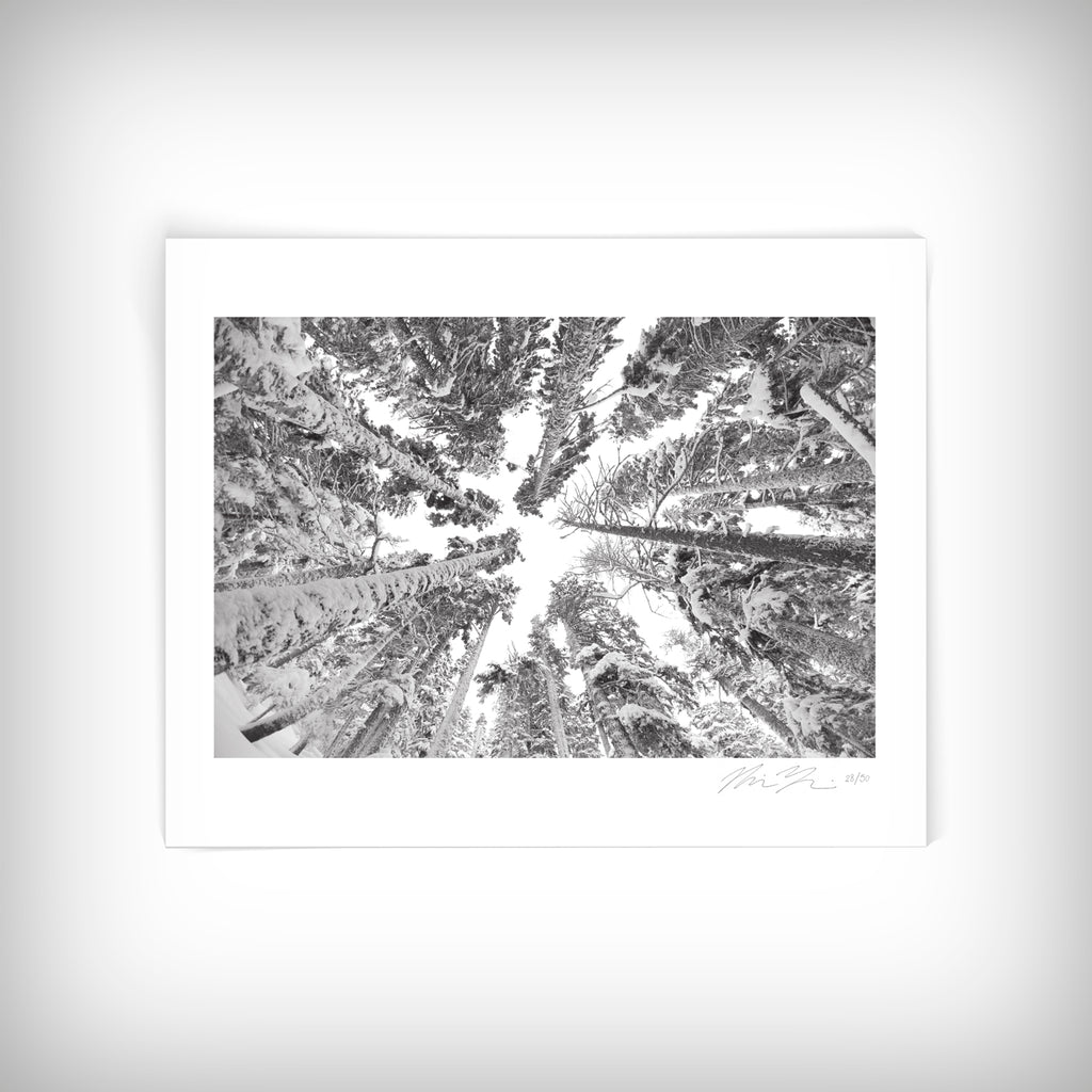 Exposure Trees Photo