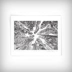 Exposure Trees Photo