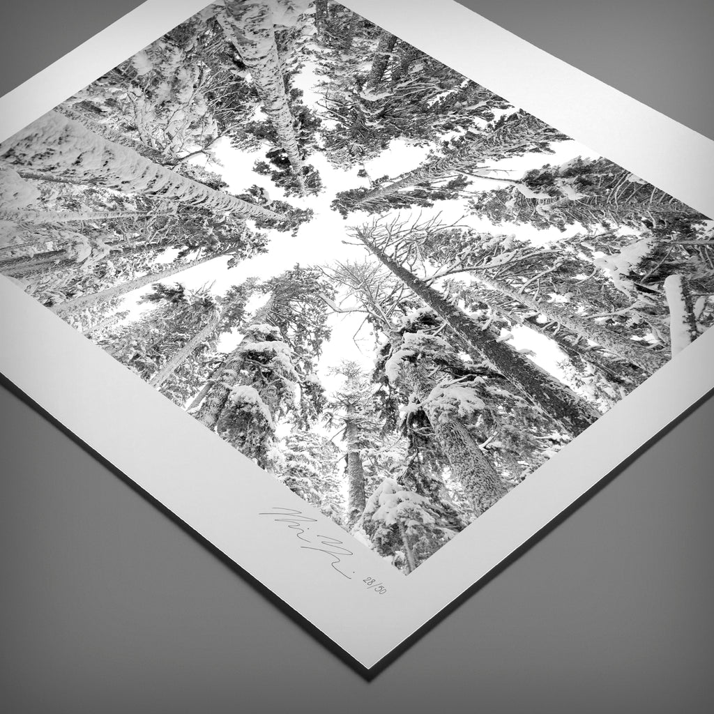 Exposure Trees Photo