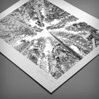 Exposure Trees Photo