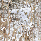 The Allplay "SNOW CAMO" Realtree x J Collab Limited Edition Ski